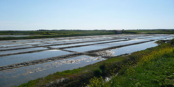 Marais salants de l'île de Ré